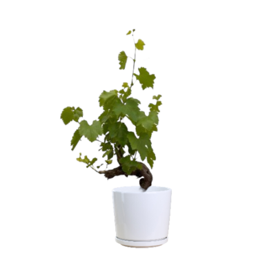 Grape Vine